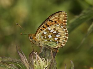 Argynnis aglaja