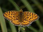 Argynnis aglaja