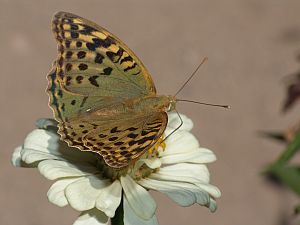 Argynnis pandora