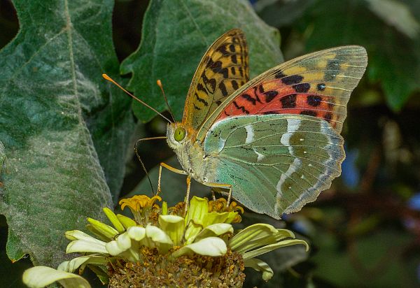 Argynnis pandora