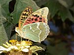 Argynnis pandora