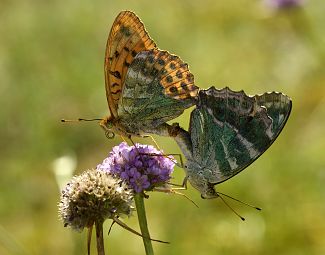 Argynnis paphia