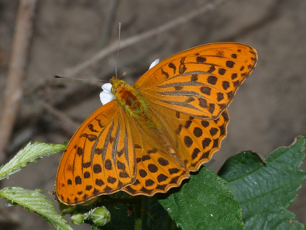 Argynnis paphia