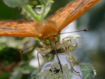 Argynnis paphia