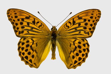 Argynnis paphia