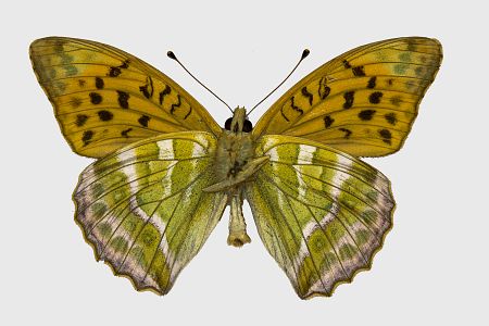 Argynnis paphia