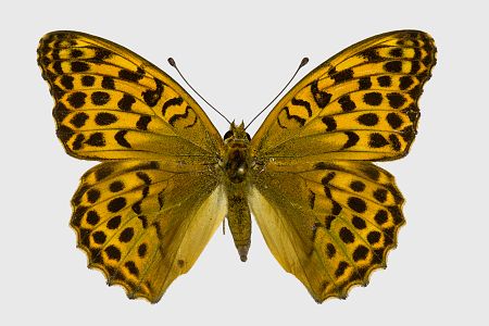 Argynnis paphia