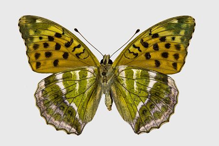 Argynnis paphia