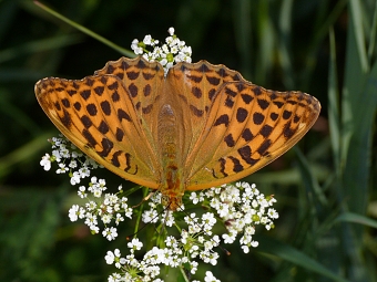 Argynnis paphia