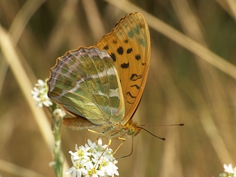 Argynnis paphia