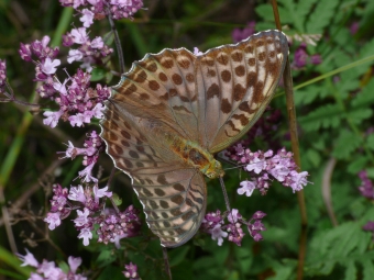 Argynnis paphia