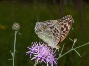 Argynnis paphia