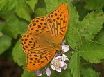 Argynnis paphia