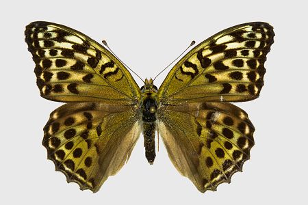 Argynnis paphia