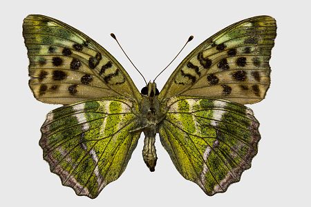 Argynnis paphia