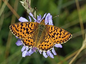 Boloria aquilonaris