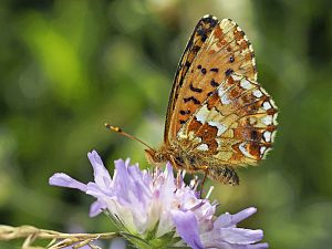 Boloria aquilonaris