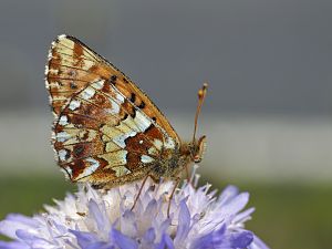 Boloria aquilonaris