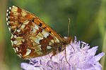 Boloria aquilonaris