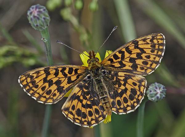 Boloria dia