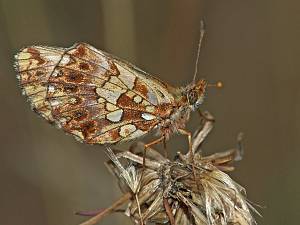 Boloria dia