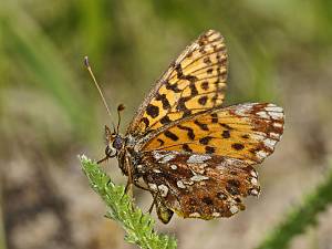 Boloria dia