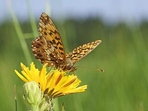 Boloria dia