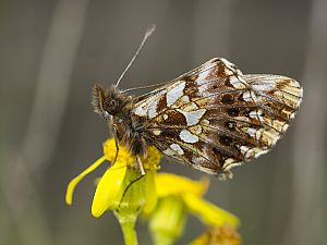 Boloria dia