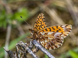 Boloria dia