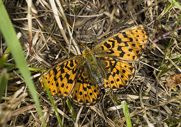 Boloria euphrosyne