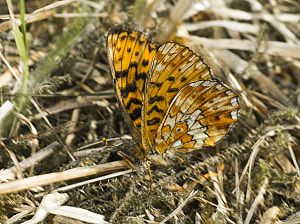 Boloria euphrosyne