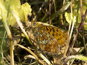 Boloria euphrosyne