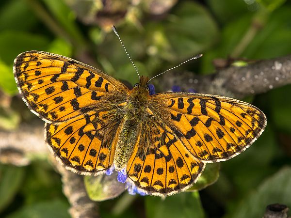 Boloria selene