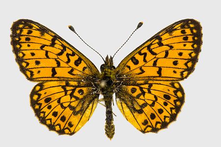 Boloria selene