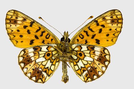 Boloria selene