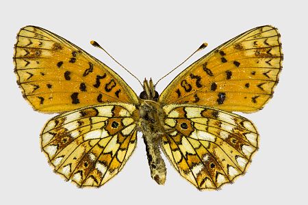 Boloria selene