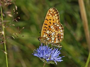 Boloria selene