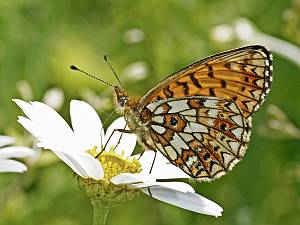 Boloria selene