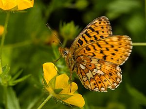 Boloria selene