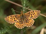 Boloria selene