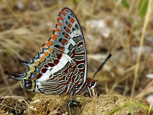 Charaxes jasius