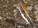 Charaxes jasius