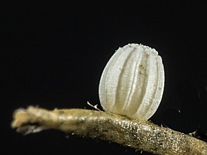 Chazara briseis