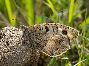 Chazara briseis