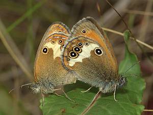 Coenonympha arcania