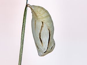 Coenonympha arcania
