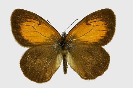 Coenonympha arcania