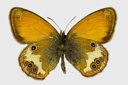 Coenonympha arcania