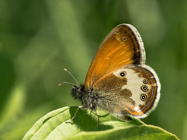 Coenonympha arcania