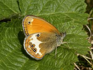 Coenonympha arcania